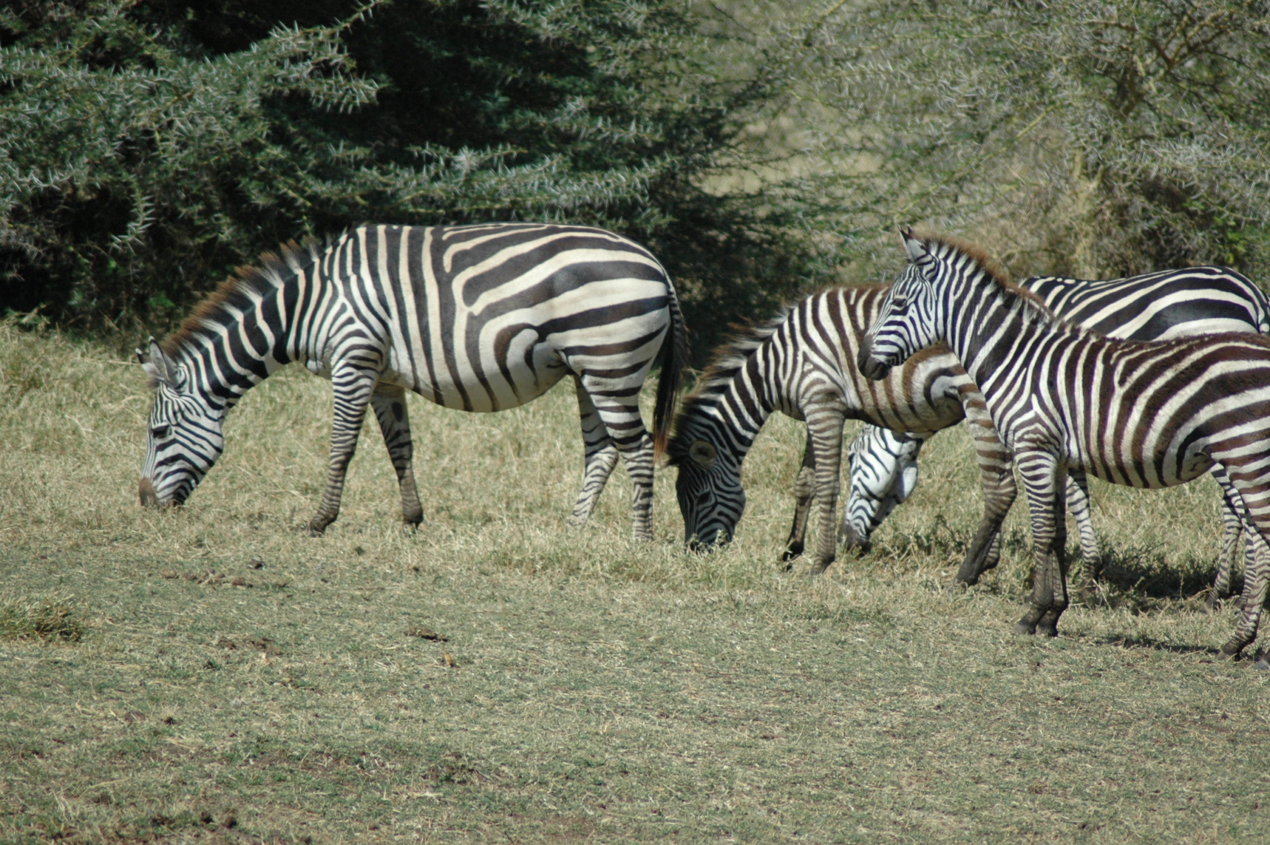Africa 2180