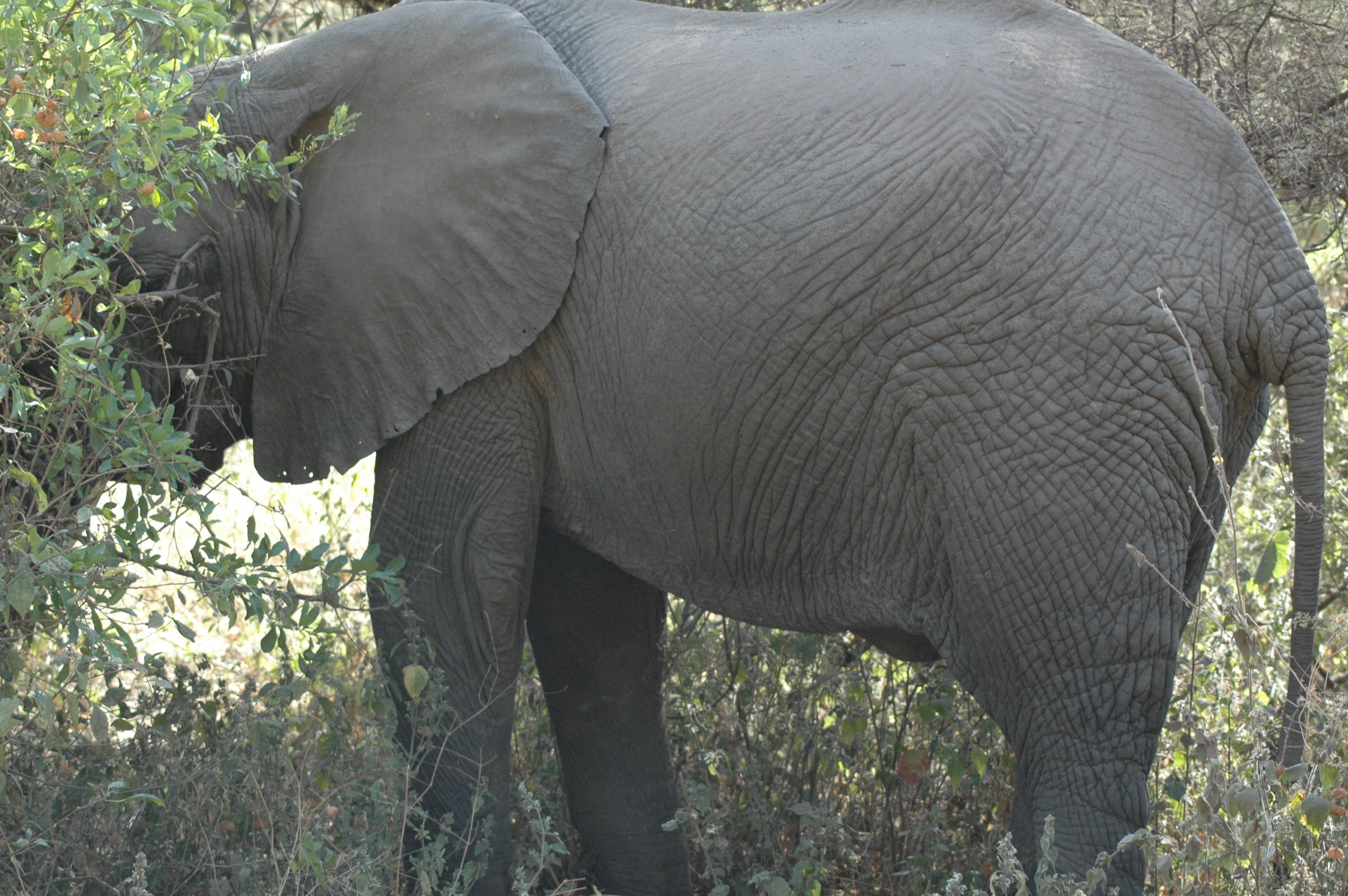 Africa 2228
