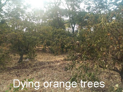 Dying Orange Trees